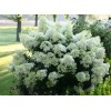 Саженец гортензии метельчатой Бейби Лейс (Baby Lace): фото и описание