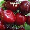 Саженцы Черешни Бархатная - 5 шт.: фото и описание