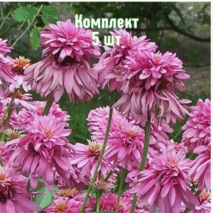 Комплект 5шт / Эхинацея Пинк Пудл