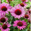 Саженцы эхинацеи пурпурной Магнус (Magnus) -  5 шт.: фото и описание