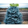 Саженцы Ели колючая Глаука Мэджестик Блу  (Glauca Majestic Blue) (Саженцы до 25 см) -  5 шт.: фото и описание