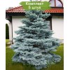 Саженцы Ели колючая Мисти Блу (Pungens Misty Blue) (Саженцы до 40 см) -  5 шт.: фото и описание