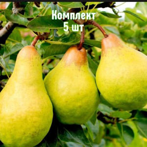 Комплект 5шт / Груша Бере зимняя Мичурина