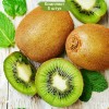 Саженцы Киви Бруно -  5 шт.: фото и описание