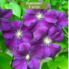 Саженцы клематиса Этуаль Виолетт (Etoile Violette) -  5 шт.: фото и описание