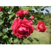 Саженцы плетистой розы Пауль Скарлет / Пол Скарлет (Paul's Scarlet) -  5 шт.: фото и описание