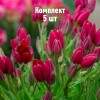 Луковицы Тюльпана Корендон (Corendon) - 5 шт.: фото и описание