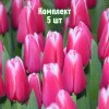 Луковицы Тюльпана Лорнах (Lornach) - 5 шт.: фото и описание