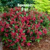 Саженцы Вейгелы цветущей Ред Принц (Red Prince) - 5 шт.: фото и описание