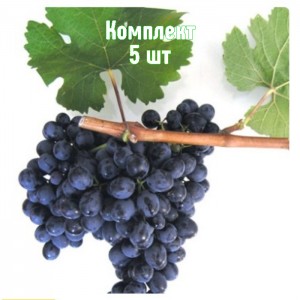 Комплект 5шт / Виноград Антей Магарачский