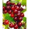 Саженцы вишни войлочная Царевна (Царица) -  5 шт.: фото и описание