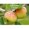 Саженцы яблони Коричное полосатое -  5 шт.: фото и описание