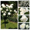 Набор саженцев роз (Штамбовая роза Аннапюрна, Полиантовая роза Диадэм Уайт, Плетистая роза Айсберг Клаймбинг, Чайно-гибридная роза Акито, Чайно-гибридная роза Клер океан ): фото и описание
