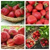 Комплект саженцев ремонтантной клубники - 20 саженцев (Виктория Королева Елизавета 2 , Земляника Аромас, Земляника Гора Эверест, Клубника-земляника Спаржи ): фото и описание
