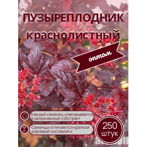 Пузыреплодник краснолистный /опт 250 шт саженцы