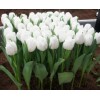 Срезка Луковица Тюльпанаов на 8 марта оптом Луковица Тюльпана Антарктика (Antarctica): фото и описание