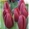 Луковица тюльпана Стронг Лав (Strong Love) : фото и описание