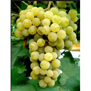 Виноград Буковинка