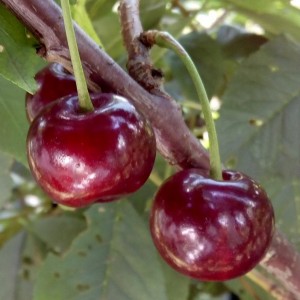 Вишня Десертная Волжская