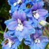 Саженец дельфиниума Блю Лейс (Blue Lace): фото и описание